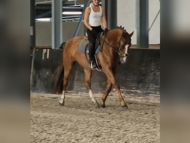 KWPN Merrie 5 Jaar 163 cm Vos in Kaldenkirchen