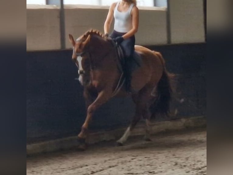 KWPN Merrie 5 Jaar 163 cm Vos in Kaldenkirchen