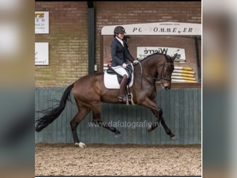 KWPN Merrie 5 Jaar 164 cm Bruin in Bergen (NH)