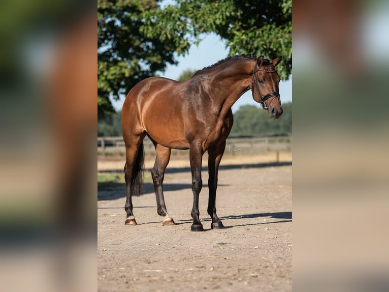 KWPN Merrie 5 Jaar 164 cm Bruin in peer