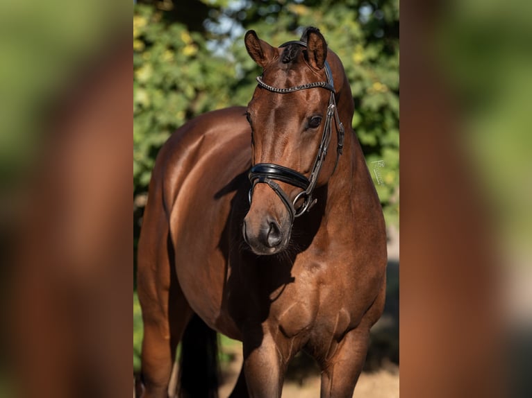 KWPN Merrie 5 Jaar 164 cm Bruin in peer