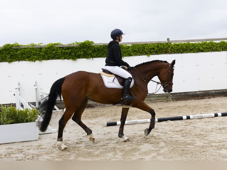KWPN Merrie 5 Jaar 164 cm Bruin in Waddinxveen