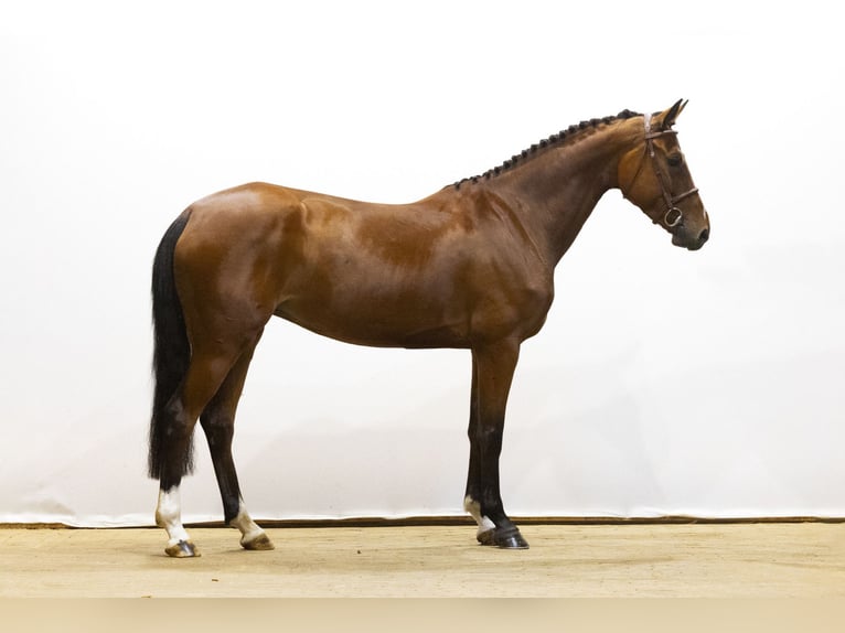 KWPN Merrie 5 Jaar 164 cm Bruin in Waddinxveen