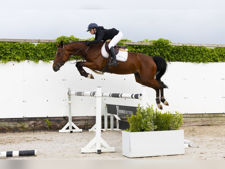 KWPN Merrie 5 Jaar 164 cm Bruin in Waddinxveen