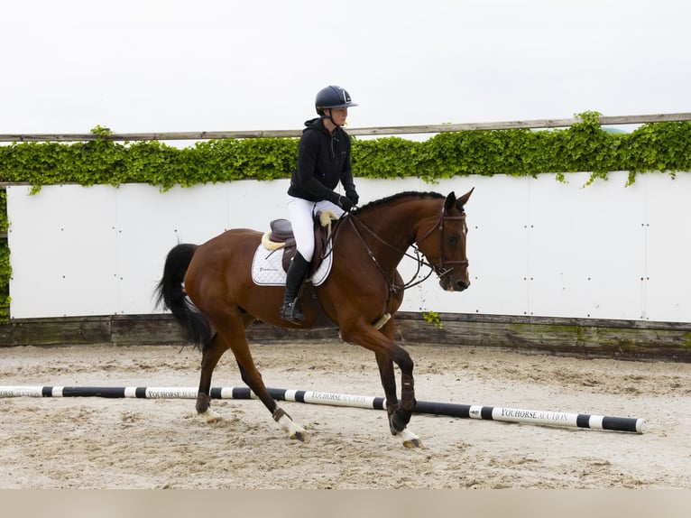 KWPN Merrie 5 Jaar 164 cm Bruin in Waddinxveen