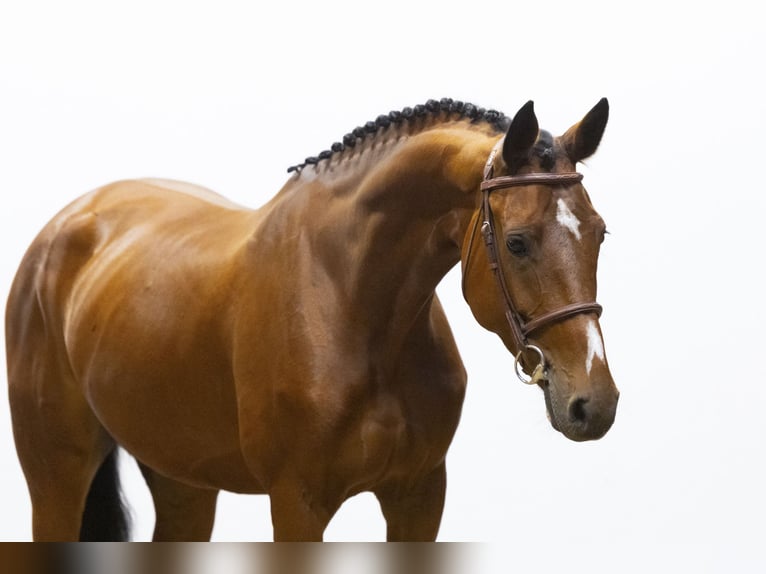 KWPN Merrie 5 Jaar 164 cm Bruin in Waddinxveen