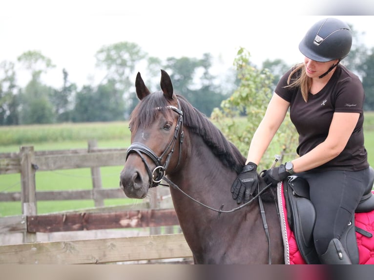 KWPN Merrie 5 Jaar 164 cm Donkerbruin in Berlicum