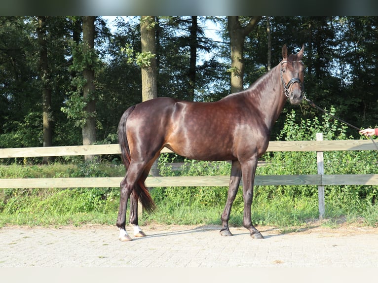 KWPN Merrie 5 Jaar 164 cm Donkerbruin in Berlicum