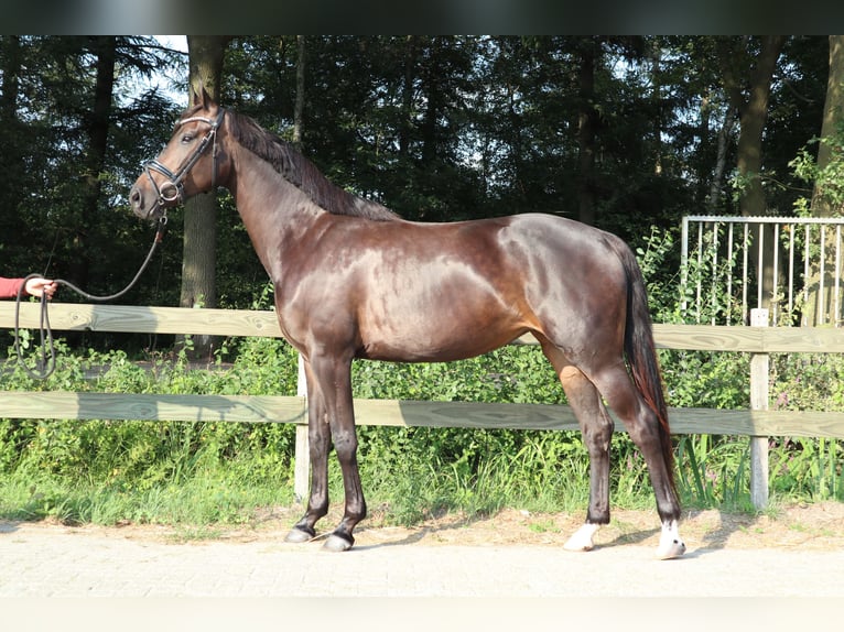 KWPN Merrie 5 Jaar 164 cm Donkerbruin in Berlicum