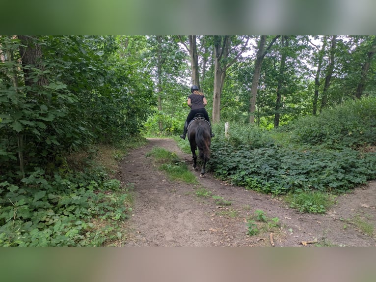 KWPN Merrie 5 Jaar 164 cm Donkerbruin in Berlicum