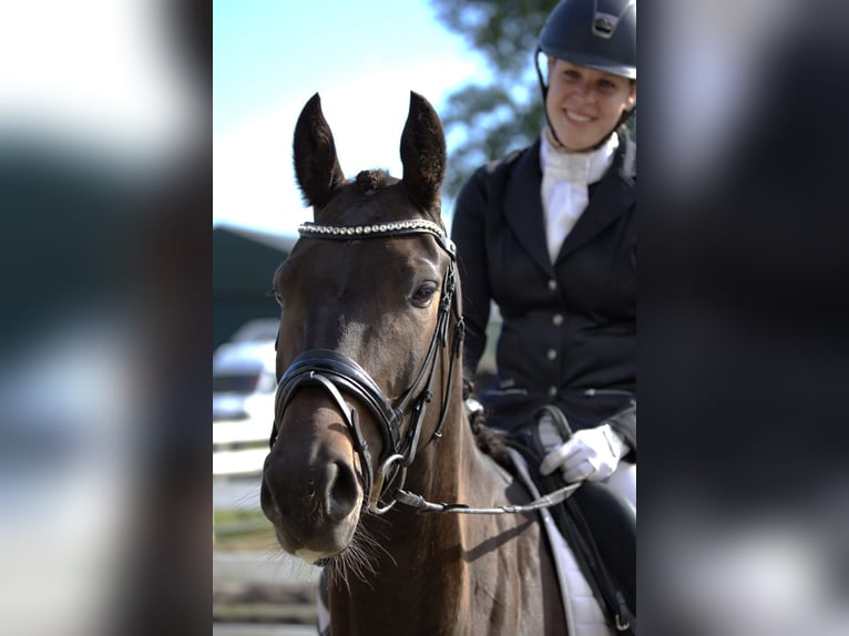 KWPN Merrie 5 Jaar 164 cm Donkerbruin in Berlicum