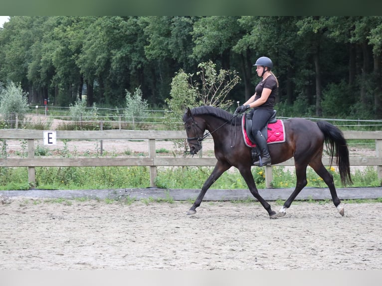 KWPN Merrie 5 Jaar 164 cm Donkerbruin in Berlicum