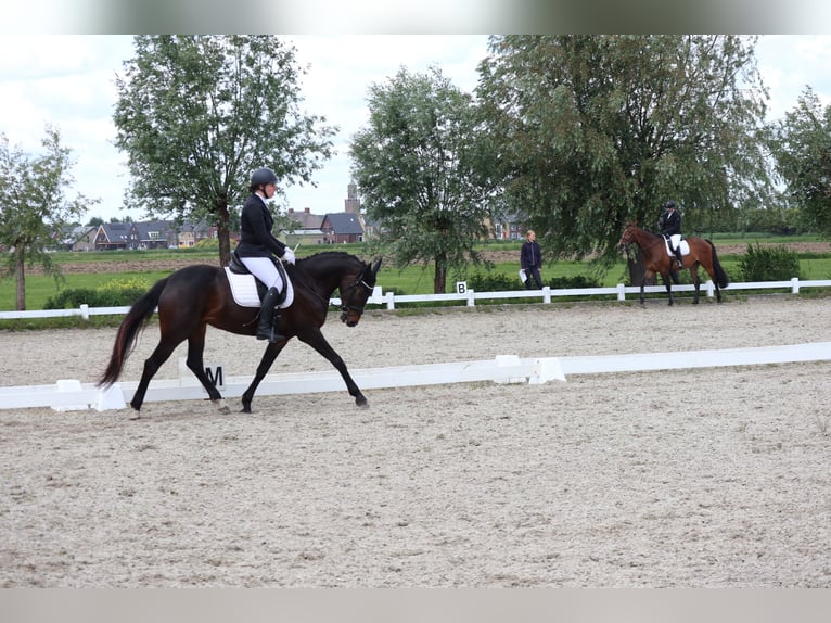 KWPN Merrie 5 Jaar 164 cm Donkerbruin in Berlicum