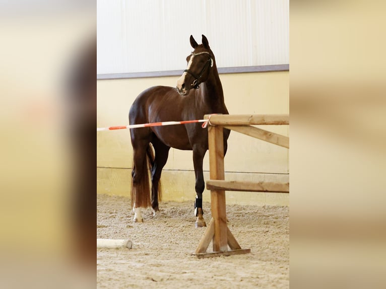KWPN Merrie 5 Jaar 164 cm Donkere-vos in Swifterbant