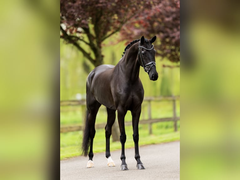 KWPN Merrie 5 Jaar 164 cm Zwart in Dreumel