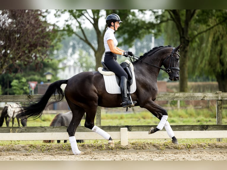 KWPN Merrie 5 Jaar 164 cm Zwart in Dreumel