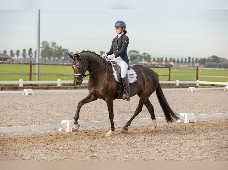 KWPN Merrie 5 Jaar 164 cm Zwart in Rijnsburg