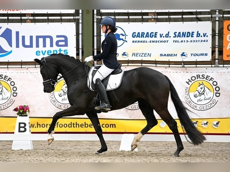 KWPN Merrie 5 Jaar 164 cm Zwart in Rijnsburg