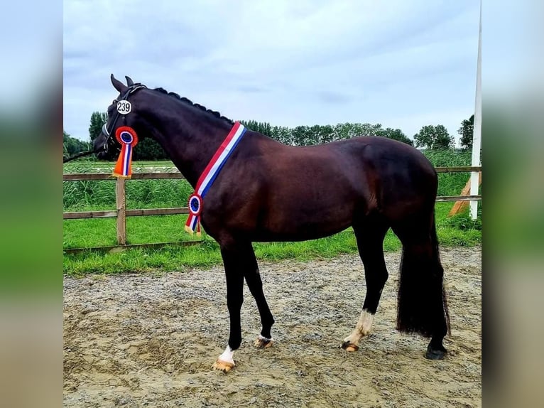 KWPN Merrie 5 Jaar 164 cm Zwart in Rijnsburg