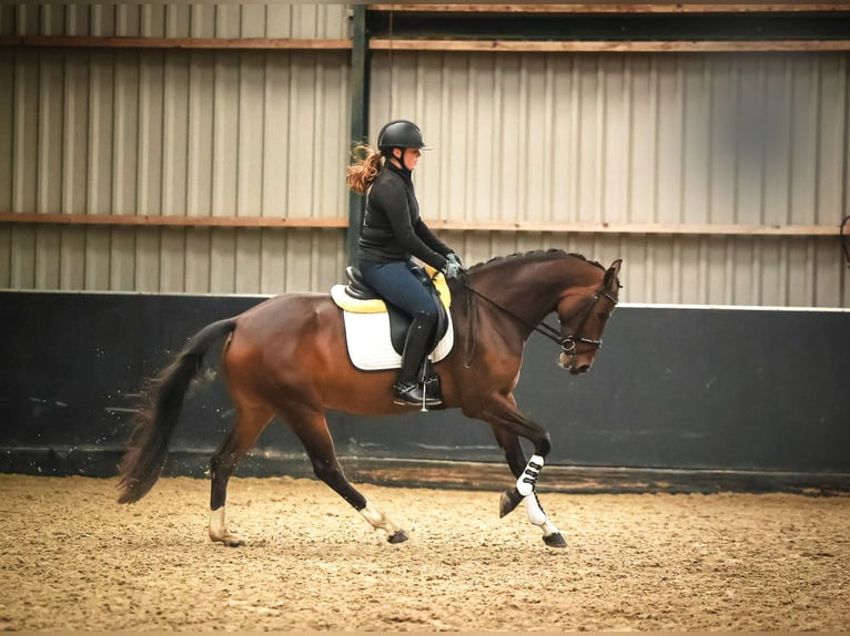 KWPN Merrie 5 Jaar 165 cm Bruin in Hellevoetsluis