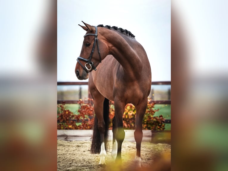 KWPN Merrie 5 Jaar 165 cm Bruin in Hellevoetsluis