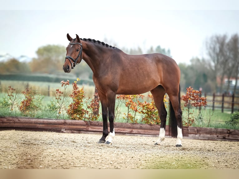KWPN Merrie 5 Jaar 165 cm Bruin in Hellevoetsluis