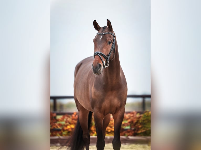 KWPN Merrie 5 Jaar 165 cm Bruin in Hellevoetsluis