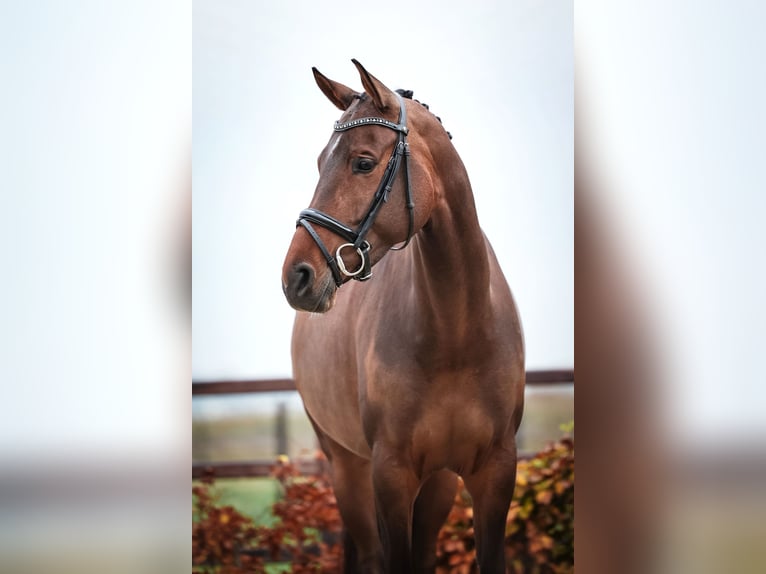 KWPN Merrie 5 Jaar 165 cm Bruin in Hellevoetsluis