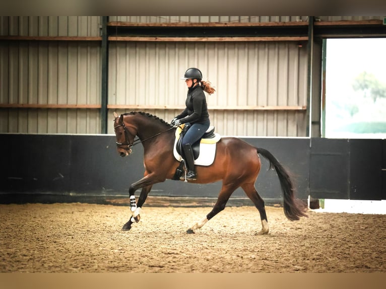 KWPN Merrie 5 Jaar 165 cm Bruin in Hellevoetsluis