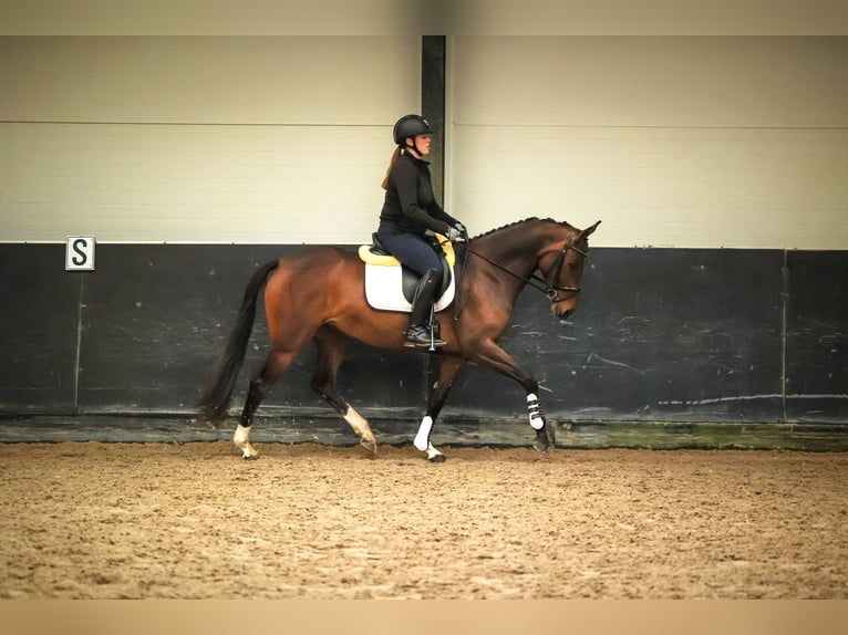 KWPN Merrie 5 Jaar 165 cm Bruin in Hellevoetsluis