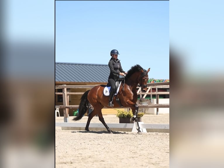 KWPN Merrie 5 Jaar 165 cm Bruin in Uden