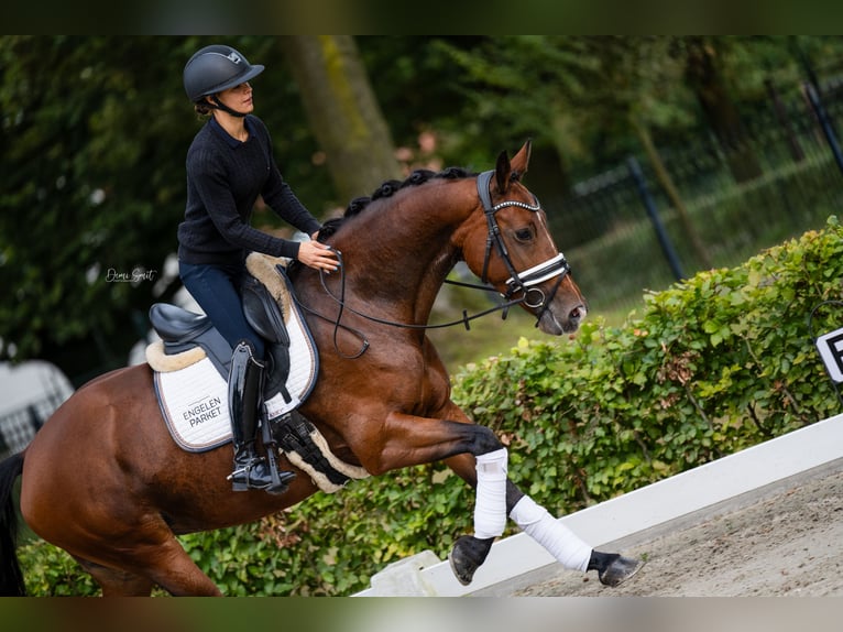 KWPN Merrie 5 Jaar 165 cm Bruin in Weert