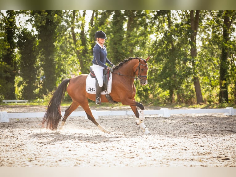 KWPN Merrie 5 Jaar 165 cm Bruin in Wijdewormer