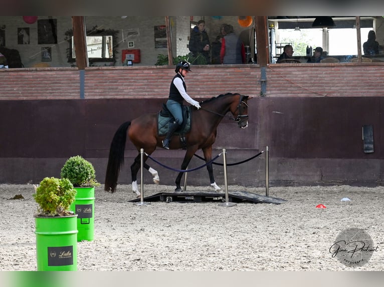 KWPN Merrie 5 Jaar 165 cm Bruin in Wijdewormer