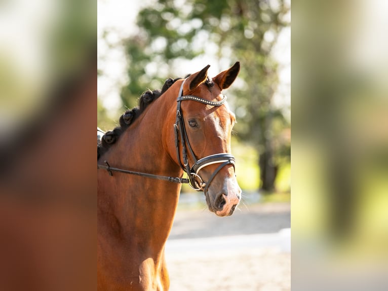 KWPN Merrie 5 Jaar 165 cm Bruin in Wijdewormer