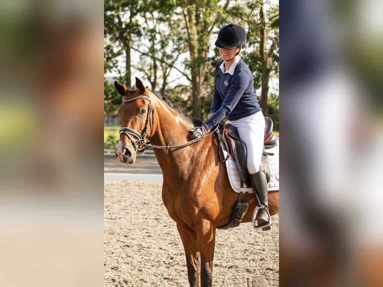 KWPN Merrie 5 Jaar 165 cm Bruin in Wijdewormer