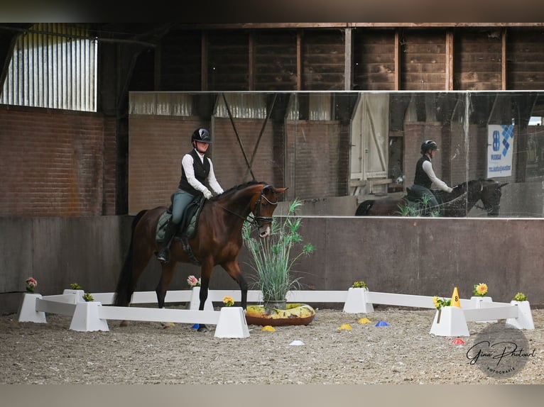 KWPN Merrie 5 Jaar 165 cm Bruin in Wijdewormer