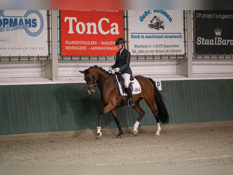 KWPN Merrie 5 Jaar 165 cm Bruin in Wijdewormer