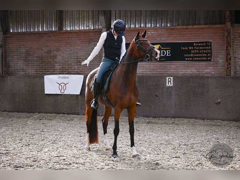 KWPN Merrie 5 Jaar 165 cm Bruin in Wijdewormer