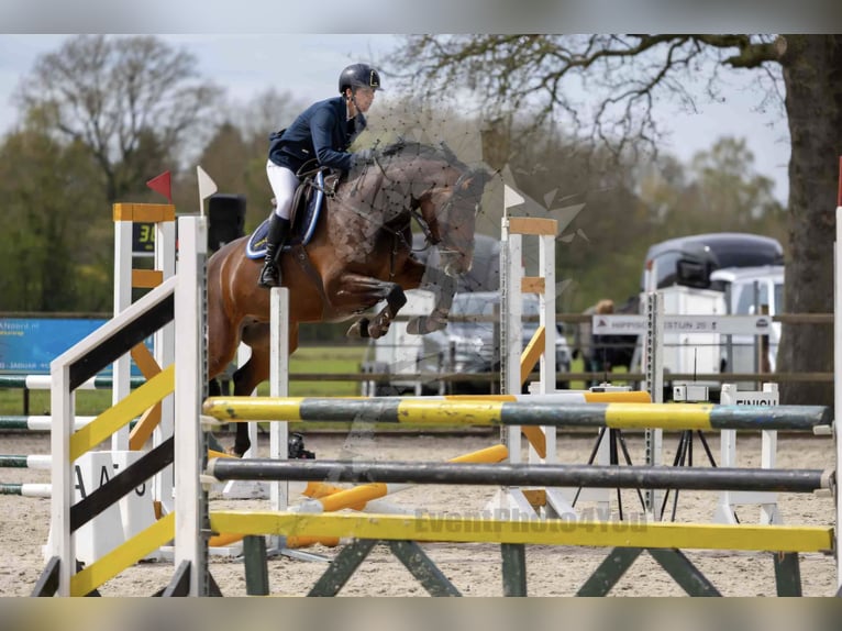 KWPN Merrie 5 Jaar 165 cm Bruin in Beilen