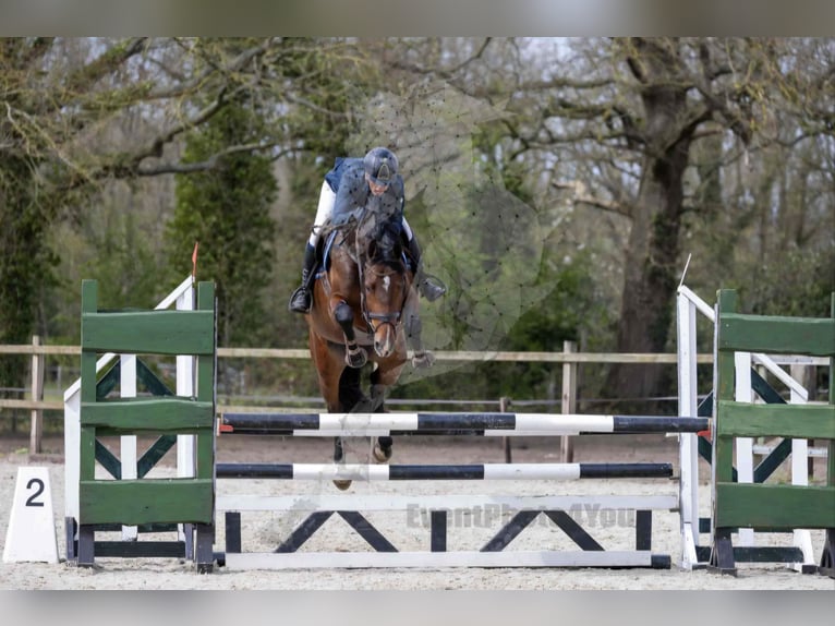 KWPN Merrie 5 Jaar 165 cm Bruin in Beilen