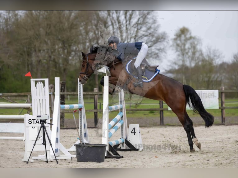 KWPN Merrie 5 Jaar 165 cm Bruin in Beilen