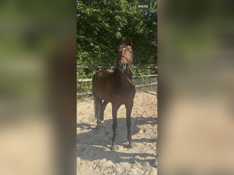 KWPN Merrie 5 Jaar 165 cm Bruin in Harfsen