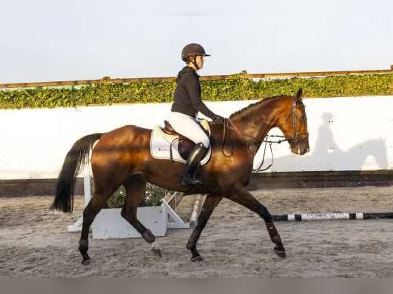 KWPN Merrie 5 Jaar 165 cm Bruin in Waddinxveen