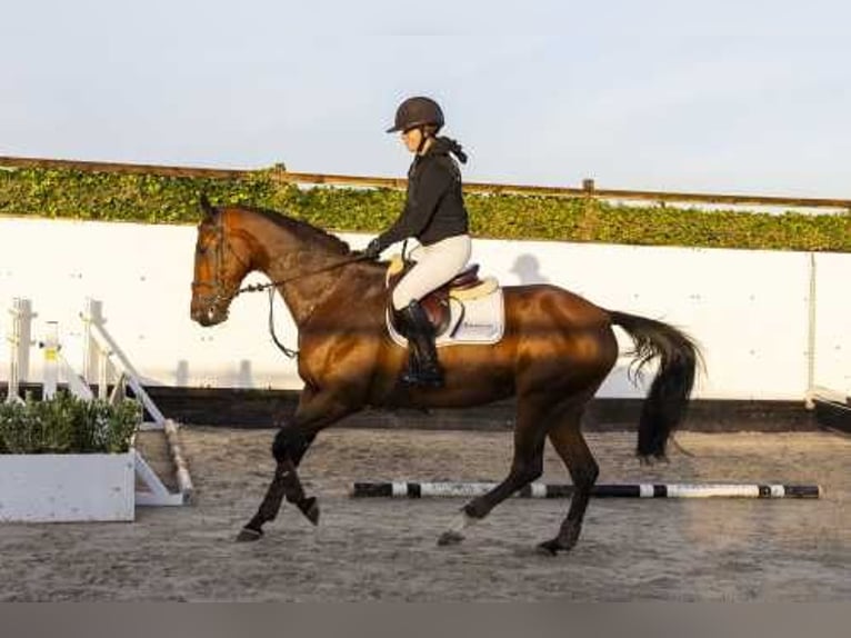 KWPN Merrie 5 Jaar 165 cm Bruin in Waddinxveen