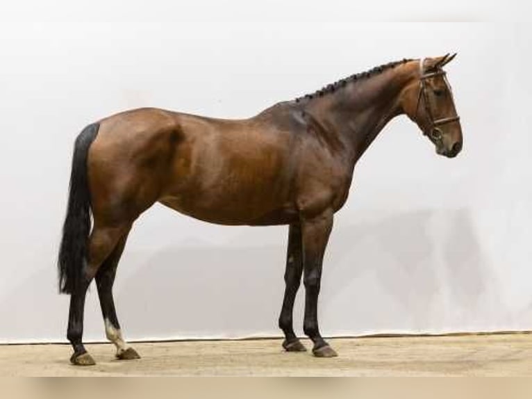 KWPN Merrie 5 Jaar 165 cm Bruin in Waddinxveen