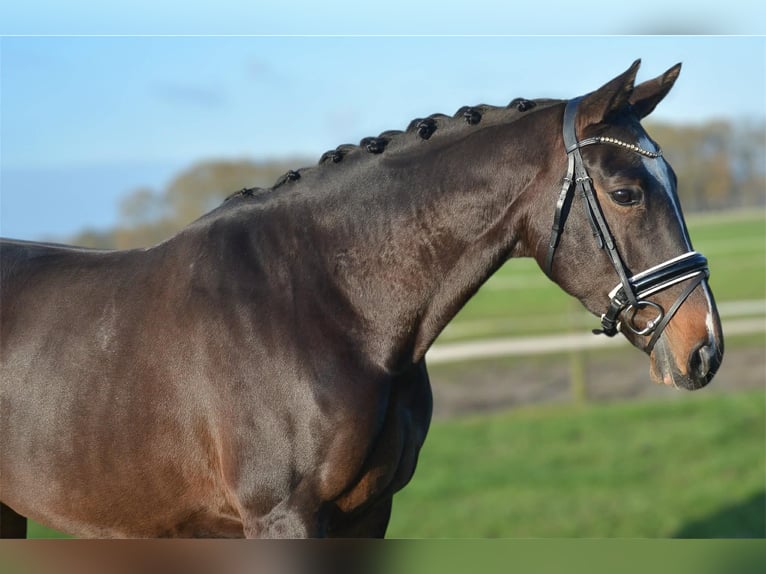 KWPN Merrie 5 Jaar 165 cm Donkerbruin in GROTE-BROGEL