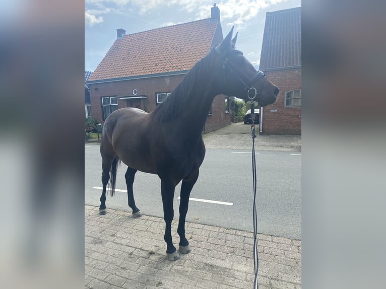 KWPN Merrie 5 Jaar 165 cm Donkerbruin in Waarde