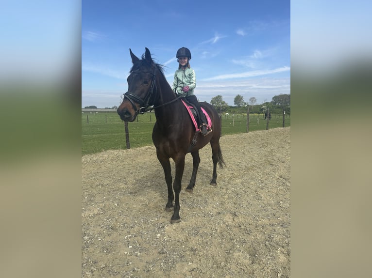 KWPN Merrie 5 Jaar 165 cm Donkerbruin in Waarde