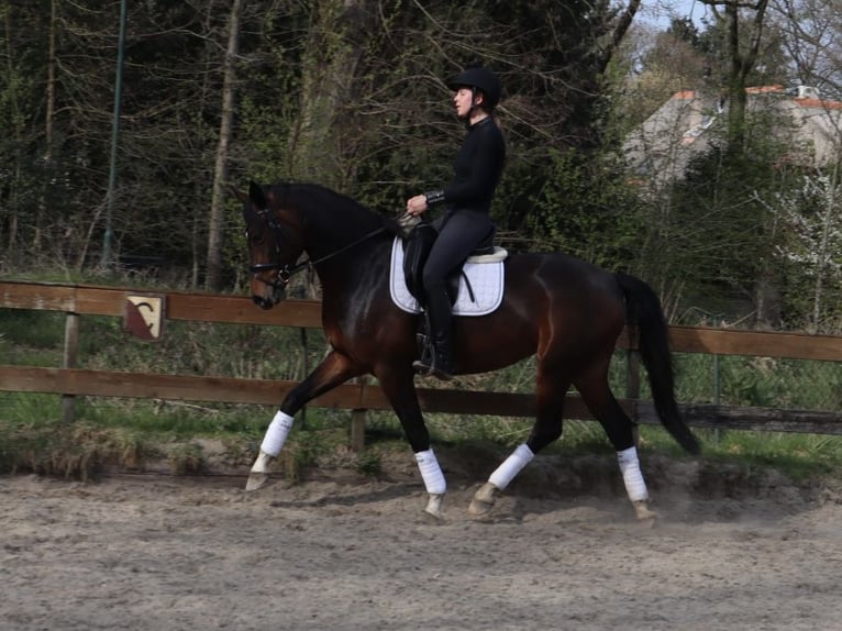 KWPN Merrie 5 Jaar 165 cm Donkerbruin in Soest